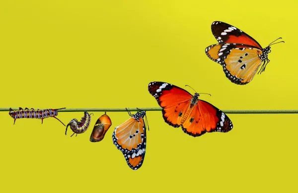 Penta Power Tags transformeren straling zoals rups vlinder wordt